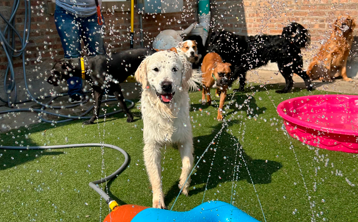 Cachorros felizes brincando em grupo na creche